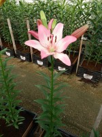 [5131 Couplet VZ No02.JPG]